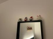 Il fiore del Calisio