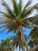 Top Playa Agua Blanca