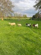 Chambre dhôtes Lucia avec vue sur jardin arboré Chambre dhôtes Lucia avec vue sur jardin arboré