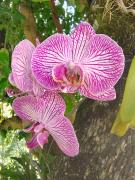 Chalé da Serra Miguel Pereira