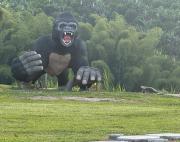 Top Calarcá Top Calarcá