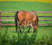 Beautiful Lodge in Newmarket with parking