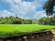 Villa Coconut Tree