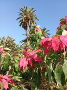 Finca Las Tapias, Glorieta