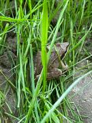 Top Solina Top Solina