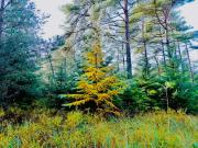 Top Fjerritslev Top Fjerritslev