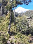 Cabañas mountain Native forest