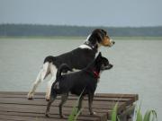 Boddenhaus "Piratenest Darss" by the water with dog