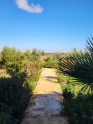 Top Nzala