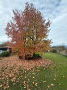 Top Madrigal de la Vera