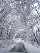 Top Bachórzec Top Bachórzec