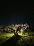 Top Viana do Alentejo