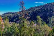 Top Ruidoso