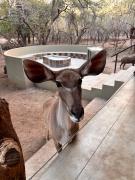 Lodana -next to Crocodile River