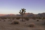 Top Joshua Tree