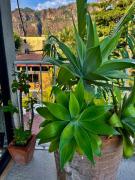 Top Tepoztlán Top Tepoztlán