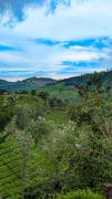 Top Coonoor