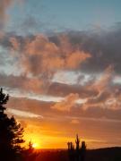 Wilderness Phoenix Rising