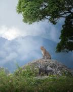 Royal Mountain Edge ,Knuckles