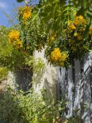 Top Cachagua Top Cachagua