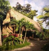 Top Palomino Top Palomino