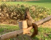 富良野やトマムに近くて毎日エゾリスに出会える貸切ロッジ