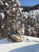 Chalet Taïga face au Montblanc et à 7min de Megève