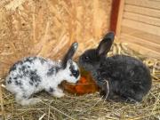 Top Predeluţ Top Predeluţ