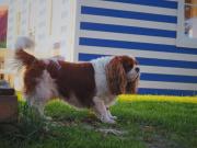 Top Lubiatowo Top Lubiatowo