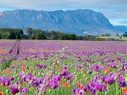 True Blue Two - Friends & You