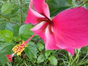 Casa Osa Bella Rayo Verde Two Bedroom