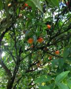 Top Cercal Top Cercal