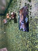 Camping estrela Ubatuba