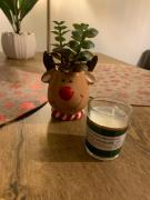 Śródmieście Lowecka21