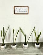 Monratino The First Floor