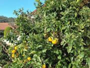 Top Leiria Top Leiria