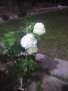 Top Nubra