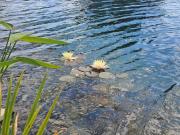 Top Fülöpszállás