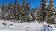 Top Zakopane