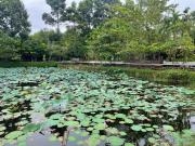 Nhà Sen Phước Hải