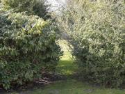 5 - at the Gerdts country house