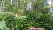 Govanashree Homestay