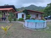 Top Palomino Top Palomino