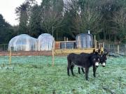 Sky gazer cabin in the woods