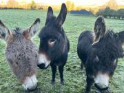 Sky gazer cabin in the woods