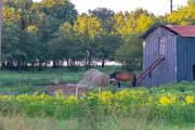 Top Nocona