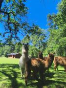 Cabañas Valle del Río