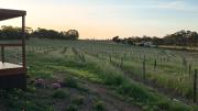 Top Lyndoch