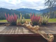 Ferienwohnung Schösserhof