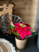 Top Rzepiska Top Rzepiska